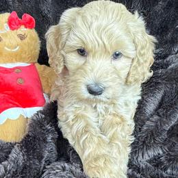 Helly aka Amber - SF0559 - Cream female Australian Labradoodle puppy in Easley, South Carolina from Royal Diamond Labradoodles
