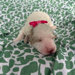 Ticonderoga - Caramel cream female Labradoodle puppy in Camden, North Carolina from Oopsie Doodles of NC
