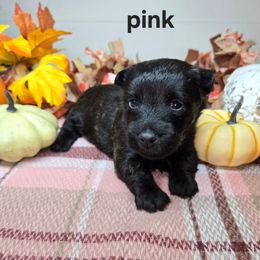 Puppy 4 - Brindle female Scottish Terrier puppy in San Tan Valley, Arizona from For the love of Scotties