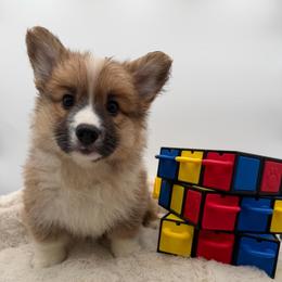 Pierre - Red male Pembroke Welsh Corgi puppy in Minooka, Illinois from Lucky J Corgis