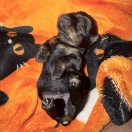 Girl 1 - Black and tan female Yorkshire Terrier puppy in Richland County, South Carolina from Nesha's Pawrific Tails