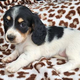 Dachshund Puppies from Leslie Martinez