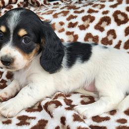 Dachshund Puppies from Leslie Martinez