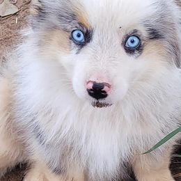 Miniature Australian Shepherds from Caprine Acres
