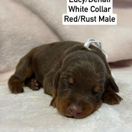 White Collar - Red and rust male Doberman Pinscher puppy in Lake City, Florida from Paintedcrazy Doberman Pinchers