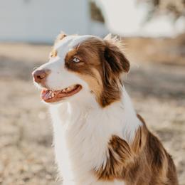Charlotte - Australian Shepherd