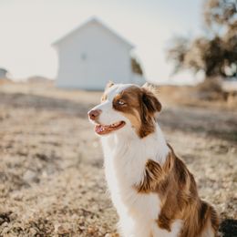 Charlotte - Australian Shepherd