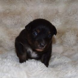 Crimp - Black tri-color female Australian Shepherd puppy in Wichita Falls, Texas from Spotted Mule Aussies