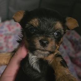 Theo - Black and tan male Yorkshire Terrier puppy in West Enfield, Maine from GRIFFEY'S SPA AND KENNEL
