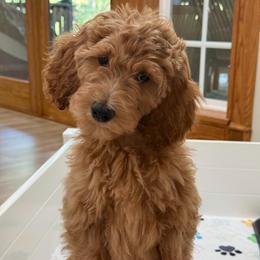 Pandora - Apricot female Goldendoodle puppy in Yuciapa, California from AlltheDoodlez_