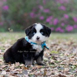 Orpheus - Blue Collar - Black tri Miniature Australian Shepherd puppy in Lacombe, Louisiana from Indigo River Toy & Mini Aussies