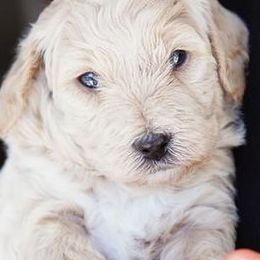 Goldendoodles from Tahoe goldendoodles