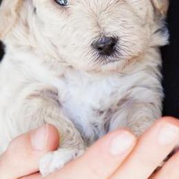 Goldendoodles from Tahoe goldendoodles