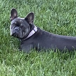 French Bulldogs from Antietam Creek French Bulldogs