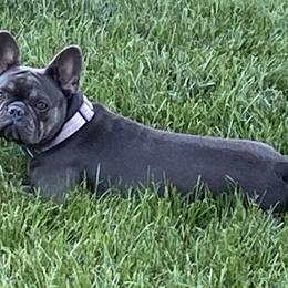 French Bulldogs from Antietam Creek French Bulldogs