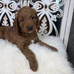 Goldendoodle and Poodle Puppies from Northern Heart Standards