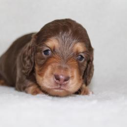 Zack (Silky Wire) - Chocolate and tan male Dachshund puppy in Fairfax, Iowa from Grayson’s Lovable Dachshunds