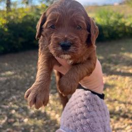 Purple - Red  female Goldendoodle puppy in Richmond, Kentucky from The Doting Doodle