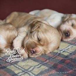 Sugar - Buff female Cocker Spaniel puppy in Nashville, Arkansas from Rocky Road Puppies