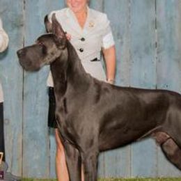 Great Danes from Creek Danes