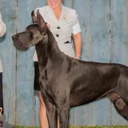 Great Danes from Creek Danes