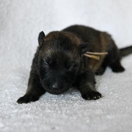 White - Sable female German Shepherd puppy in Louisburg, North Carolina from C6 Ranch & Shepherds