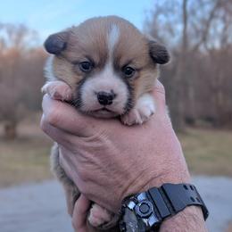 Alder - Red male Pembroke Welsh Corgi puppy in Columbus, Ohio from Rose Water Corgis in Ohio