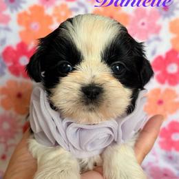 Danielle - Black and white female Shih Tzu puppy in Hemet, California from Aloha Shih Tzu