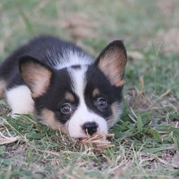 American Corgi, French Bulldog, and Pembroke Welsh Corgi Puppies from Moonstone Corgis & Frenchies