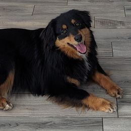 Ebony - Australian Shepherd