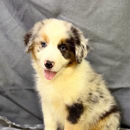Cowboy - Blue merle male Miniature American Shepherd puppy in Clinton, Missouri from Mockingbirds American Minis