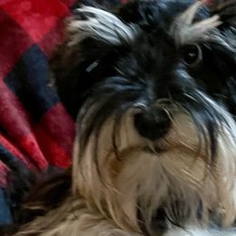 Ezzie - Miniature Schnauzer