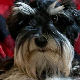 Ezzie - Miniature Schnauzer