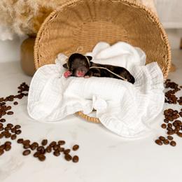 Mocha - Chocolate female Goldendoodle puppy in Ooltewah, Tennessee from Allison Family Doodles