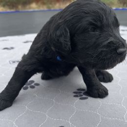 Assorted Doodle Crosses Puppies from Golden Mountain Doodles
