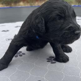 Assorted Doodle Crosses Puppies from Golden Mountain Doodles