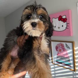 Hillary - Tri-color female Yorkipoo puppy in Atlanta, Georgia from YorkShih Pup & Co