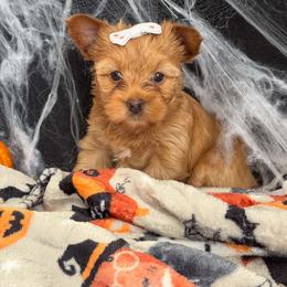 Dolly - Liver female Yorkshire Terrier puppy in Howe, Oklahoma from Ray Holder