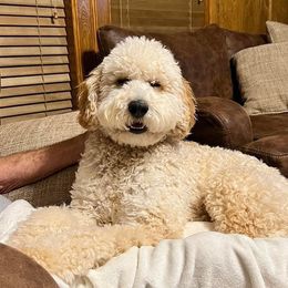 Aussiedoodle and Goldendoodle All Grown Up from Ozark Mountain Doodles & Pugs