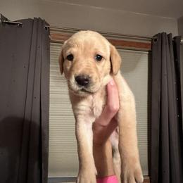 Labrador Retriever Puppies from Valley Creek Dog Boarding and Training