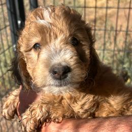 Sierra,  6 weeks old - Wheaten female Whoodle puppy in Crawford, Colorado from Saddle Mountain Doodles