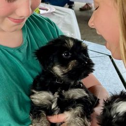 Scary Spice - Black and tan female Havana Silk Dog puppy in Burlington, Wisconsin from Havana Silk Romance