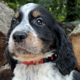 02 Red collar Bud - Black white and tan male English Springer Spaniel puppy in Comer, Georgia from Stratton Spaniels