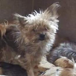 Yorkshire Terriers from Linda's Yorkies