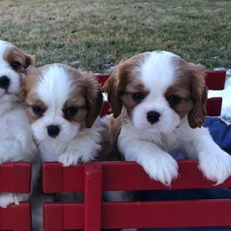 Cavalier King Charles Spaniels from Stone Hedge Cavalier King Charles Spaniels