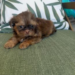 Ruthy - Chocolate and tan female Shih Tzu puppy in Burlington, North Carolina from Nancy’s Lil’Shih Tzus