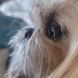 TESSA - Shih Tzu