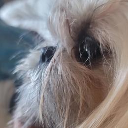 TESSA - Shih Tzu
