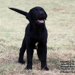 Xena's Gray Collar Girl - Black female Labrador Retriever puppy in Point, Texas from Lakylu Kennels