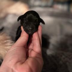 Shamus - Black male Whoodle puppy in Rising Sun, Indiana from Ruby Lane Doodles